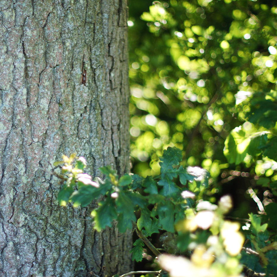 LayerTree Plant a tree