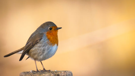 Feeding birds helps boost mental health | LayerTree.