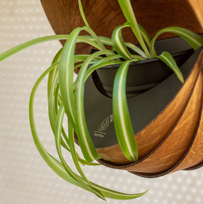 Pot for trailing plants