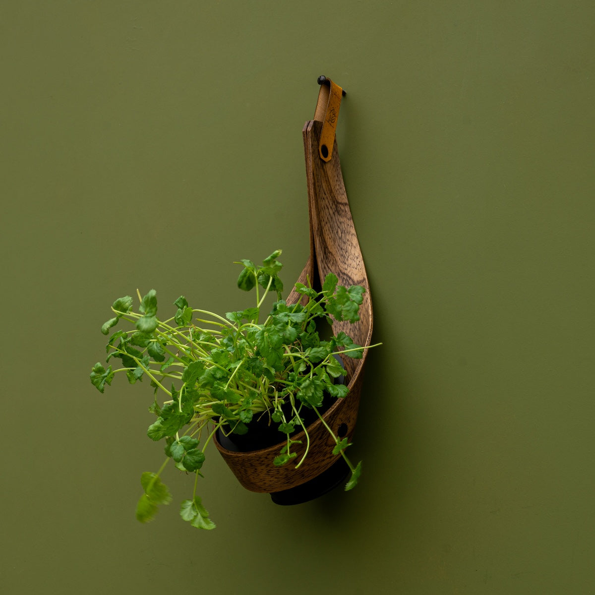 Wall Planter