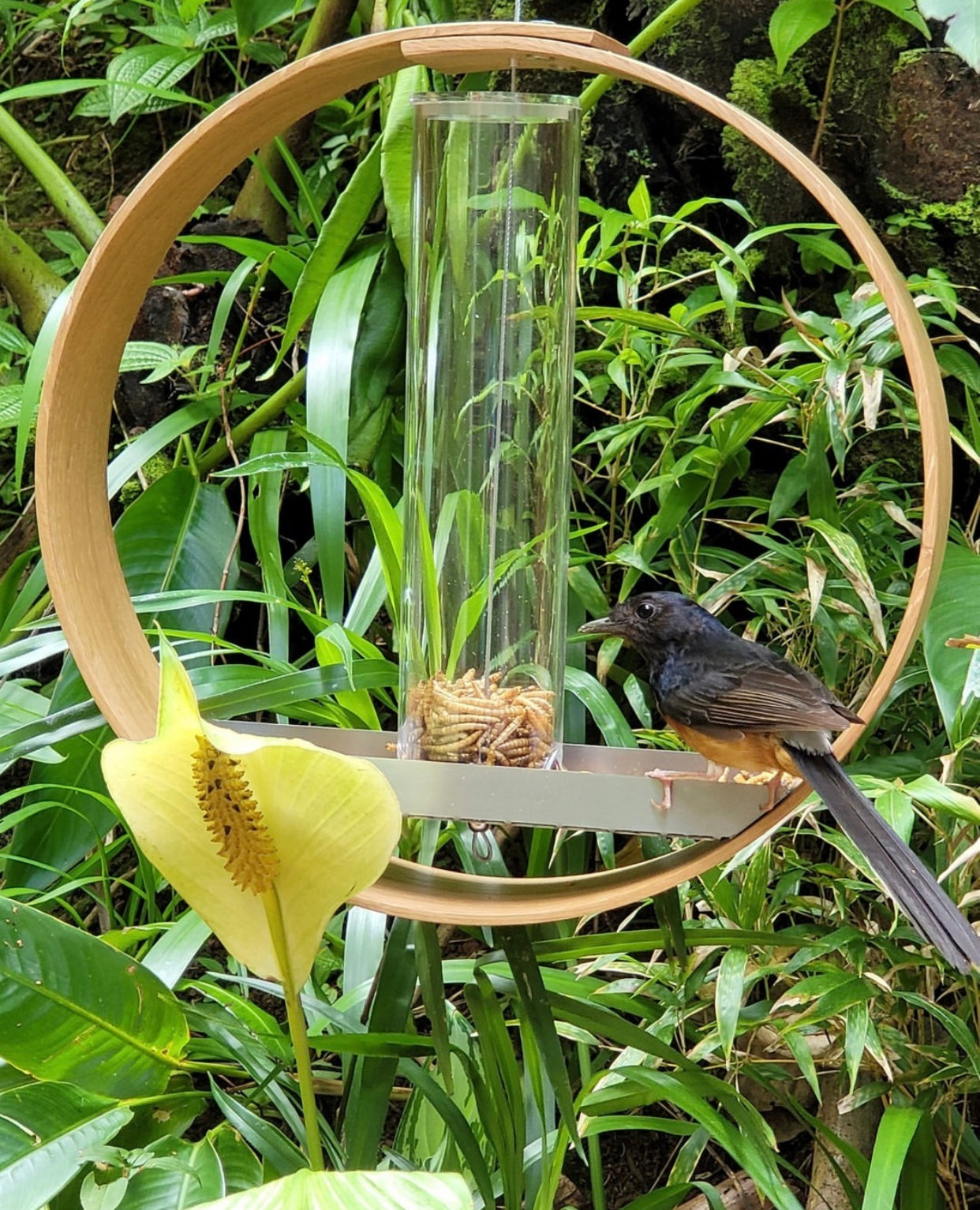 Bird feeders. LayerTree.