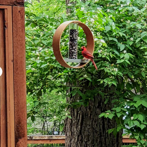 Wooden bird feeder. LayerTree.